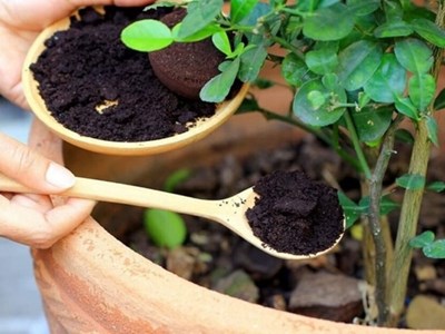 What to Do with Used Coffee Grounds? 11 Genius Ways